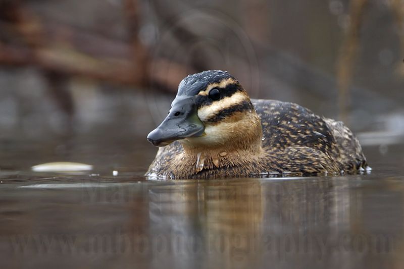 _MG_1870 Masked Duck.jpg
