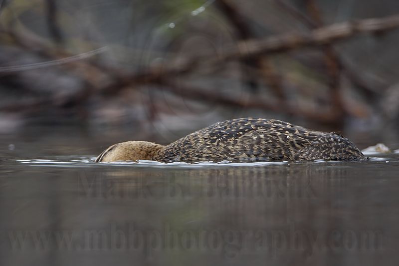 _MG_1884 Masked Duck.jpg