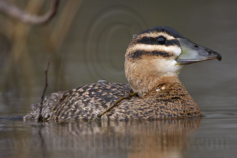 _MG_2905 Masked Duck.jpg