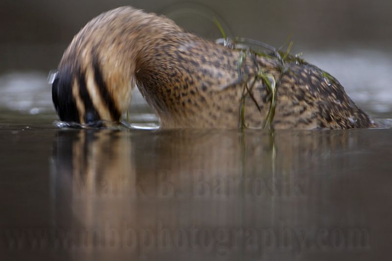 _MG_2976 Masked Duck.jpg