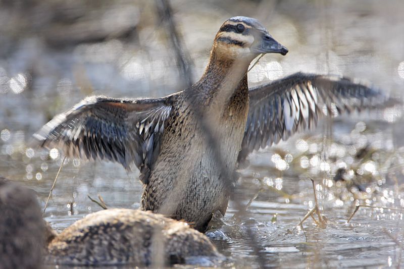 _MG_3967 Masked Duck.jpg