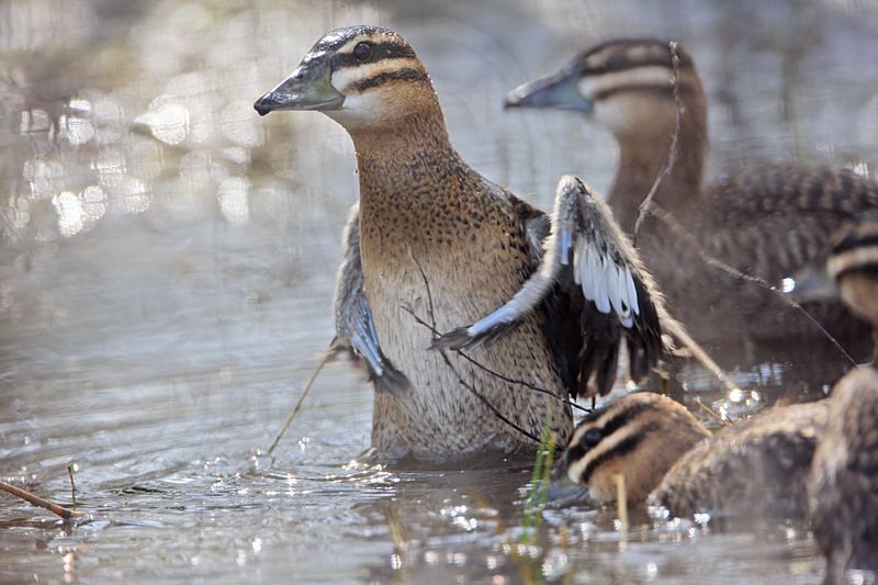 _MG_3997 Masked Duck.jpg