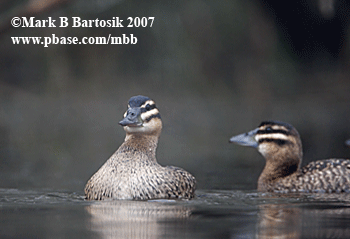 0898 Masked-Duck-flapping wings - animated image.gif