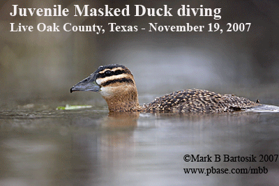 4654 Masked-Duck-diving - animated image.gif