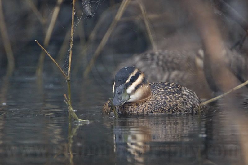 _MG_0495 Masked Duck.jpg