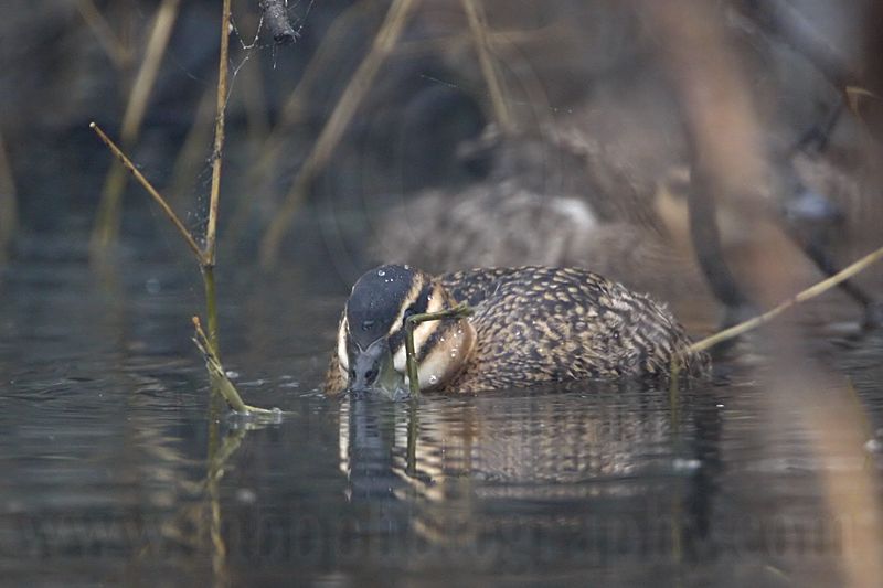 _MG_0496 Masked Duck.jpg