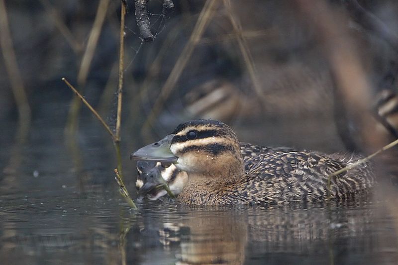 _MG_0506 Masked Duck.jpg