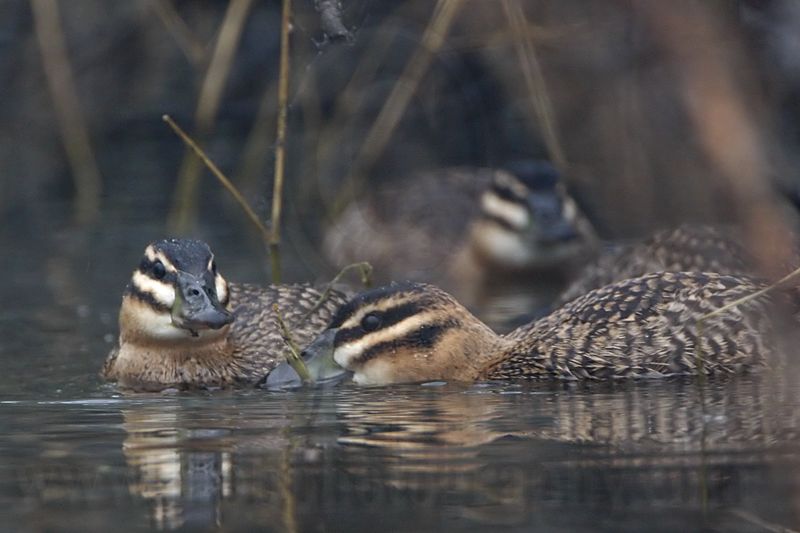 _MG_0516 Masked Duck.jpg