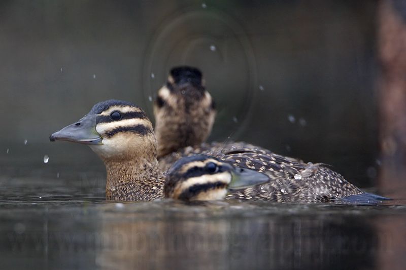 _MG_0957 Masked Duck.jpg
