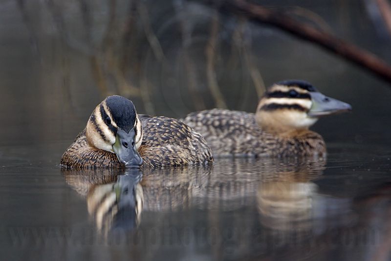 _MG_1410 Masked Duck.jpg