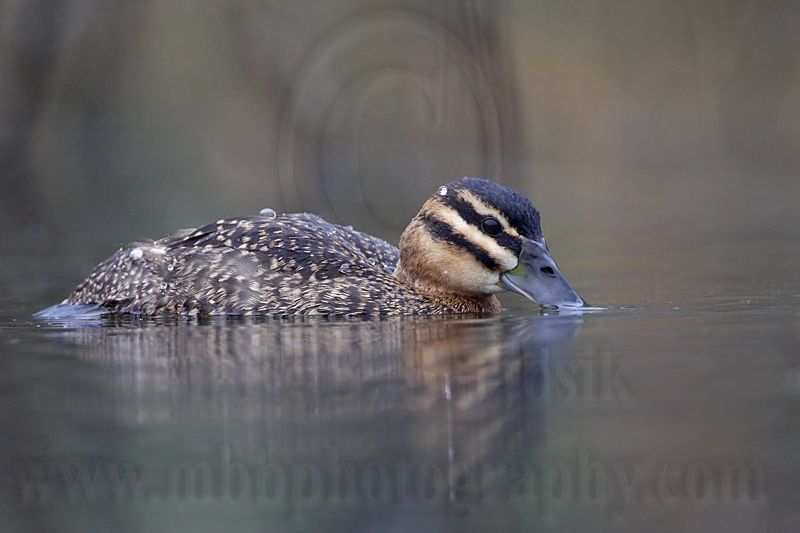 _MG_1428 Masked Duck.jpg