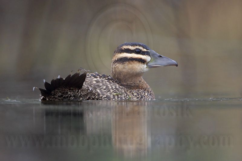 _MG_1506 Masked Duck.jpg