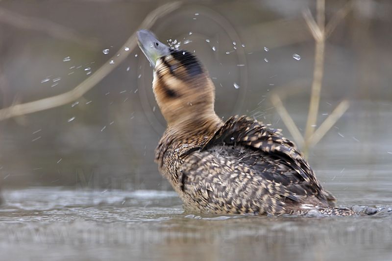 _MG_2441 Masked Duck.jpg