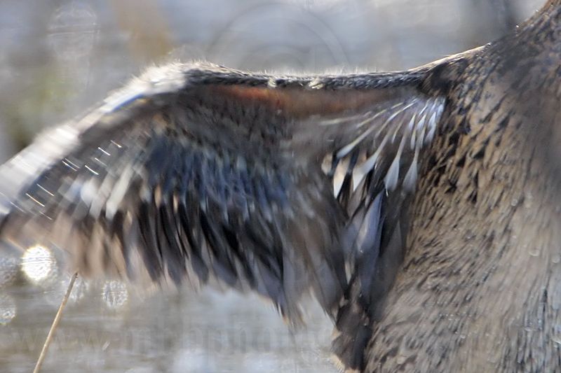 _MG_3967crop Masked Duck.jpg