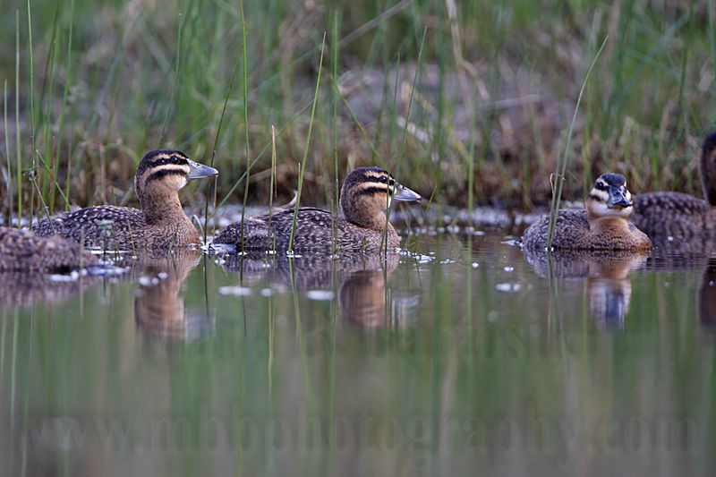 _MG_4128 Masked Duck.jpg