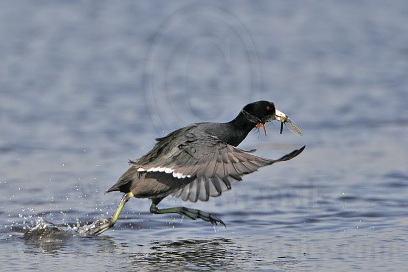 _MG_5429 American Coot.jpg