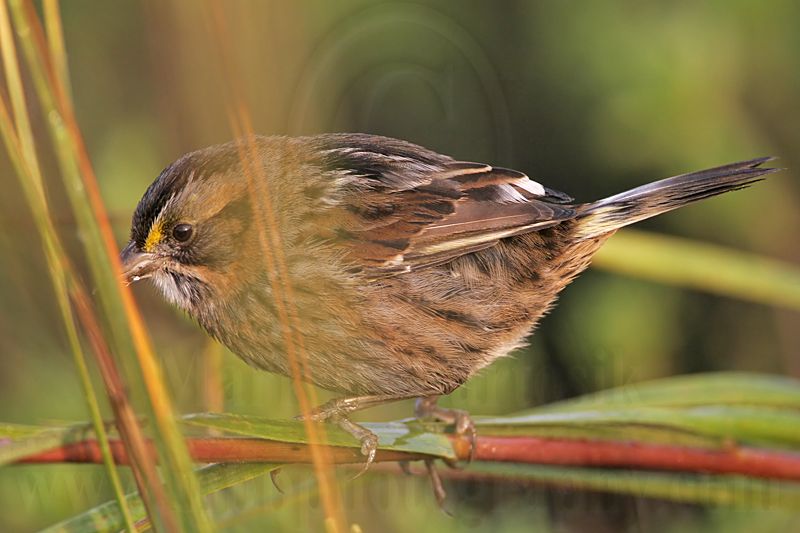 _MG_6947 Leucistic Seaside Sparrow.jpg