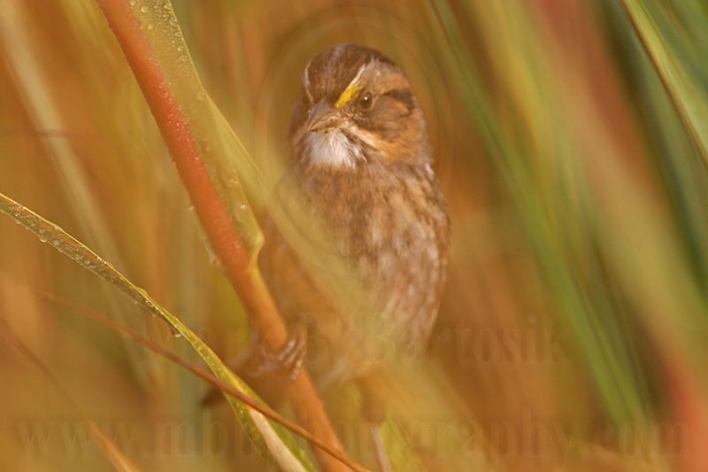 _MG_6971 Leucistic Seaside Sparrow.jpg