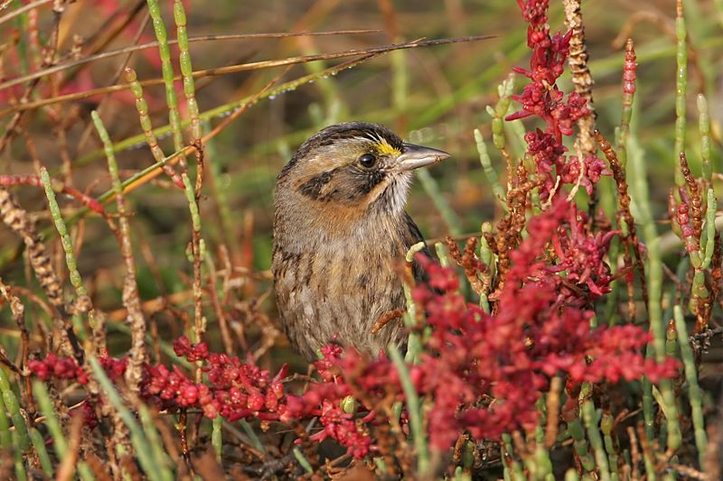 _MG_7117 Leucistic Seaside Sparrow.jpg