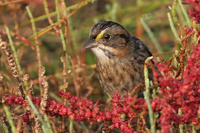 _MG_7119 Leucistic Seaside Sparrow.jpg