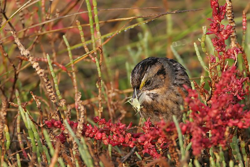 _MG_7122 Leucistic Seaside Sparrow.jpg