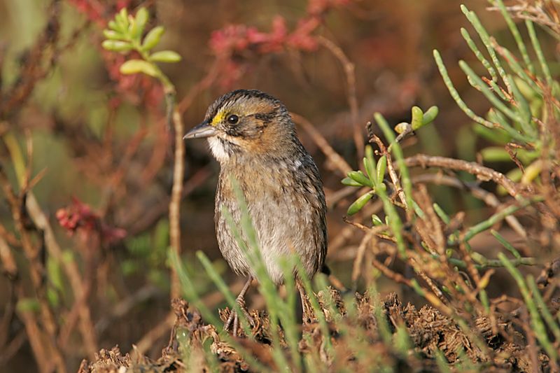 _MG_7132 Leucistic Seaside Sparrow.jpg