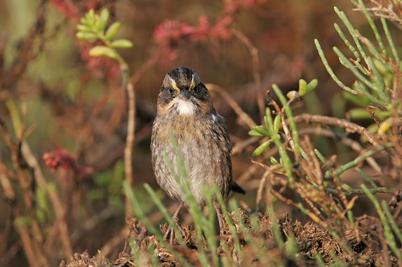 _MG_7133 Leucistic Seaside Sparrow.jpg