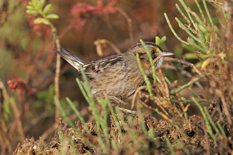 _MG_7135 Leucistic Seaside Sparrow.jpg
