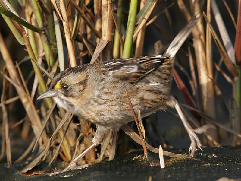 _MG_7148 Leucistic Seaside Sparrow.jpg