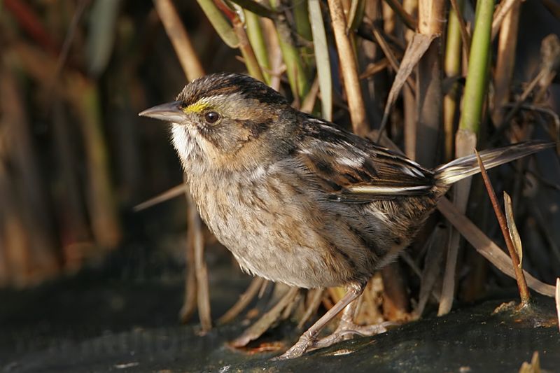 _MG_7151 Leucistic Seaside Sparrow.jpg