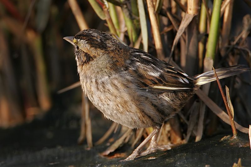 _MG_7153 Leucistic Seaside Sparrow.jpg