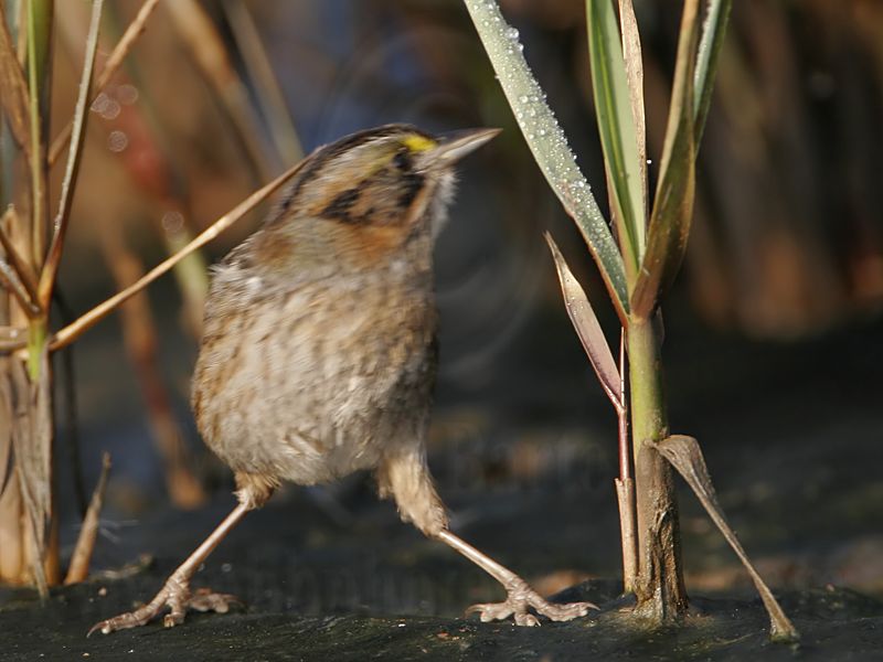 _MG_7158 Leucistic Seaside Sparrow.jpg