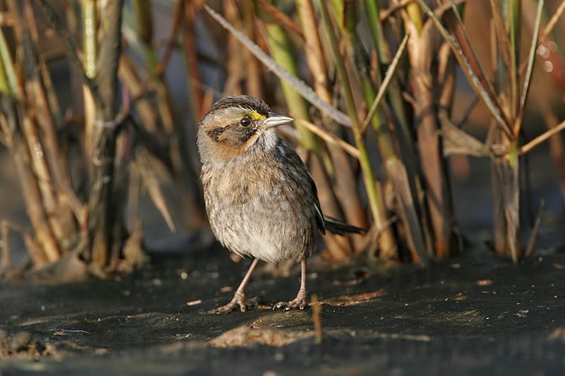 _MG_7179 Leucistic Seaside Sparrow.jpg