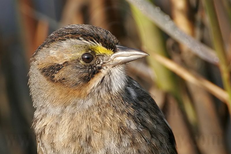 _MG_7179crop Leucistic Seaside Sparrow.jpg