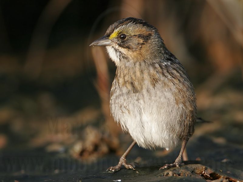 _MG_7188 Leucistic Seaside Sparrow.jpg