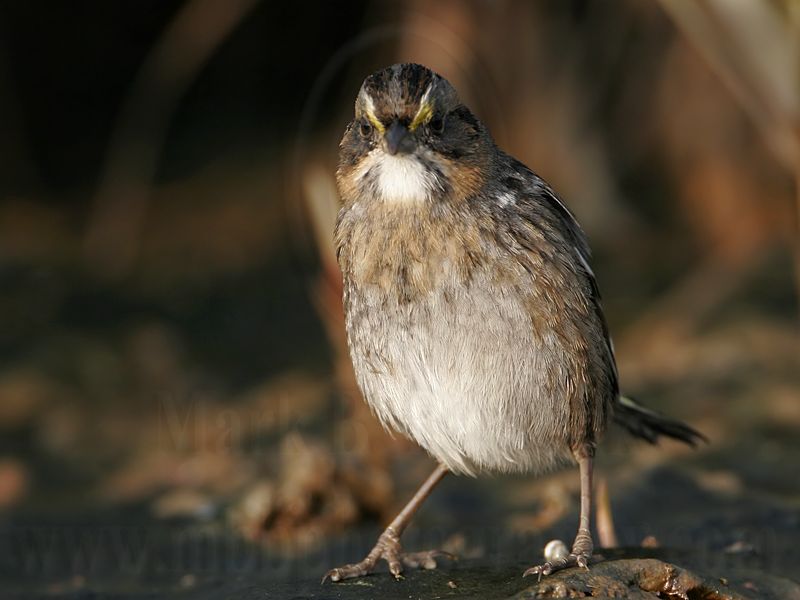 _MG_7190 Leucistic Seaside Sparrow.jpg