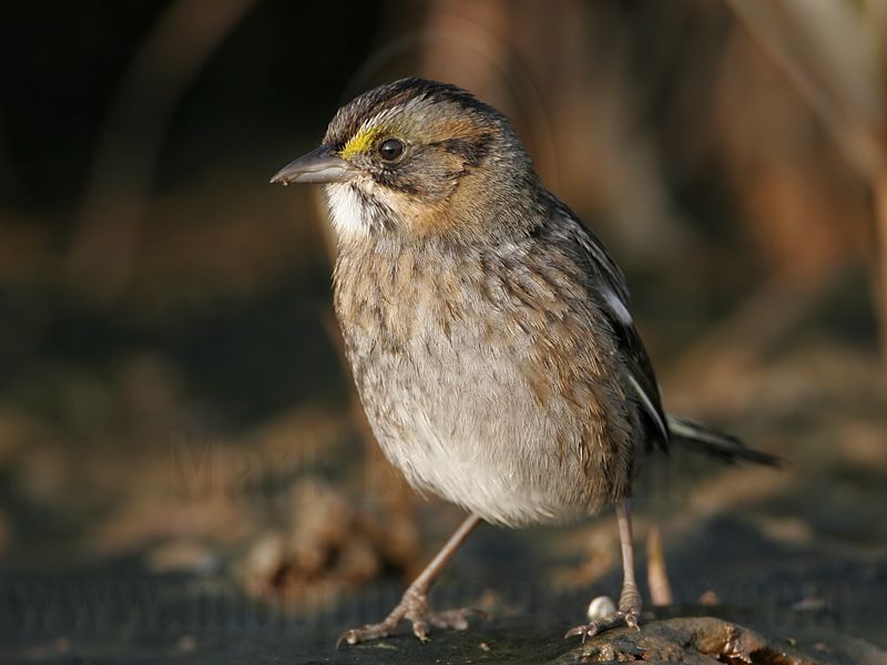 _MG_7199 Leucistic Seaside Sparrow.jpg