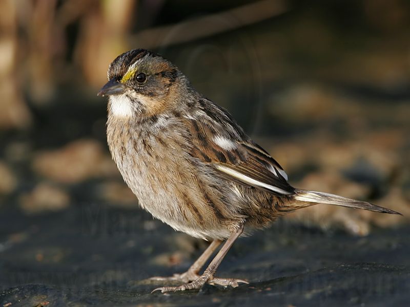 _MG_7209 Leucistic Seaside Sparrow.jpg
