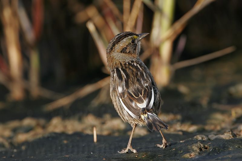 _MG_7222 Leucistic Seaside Sparrow.jpg