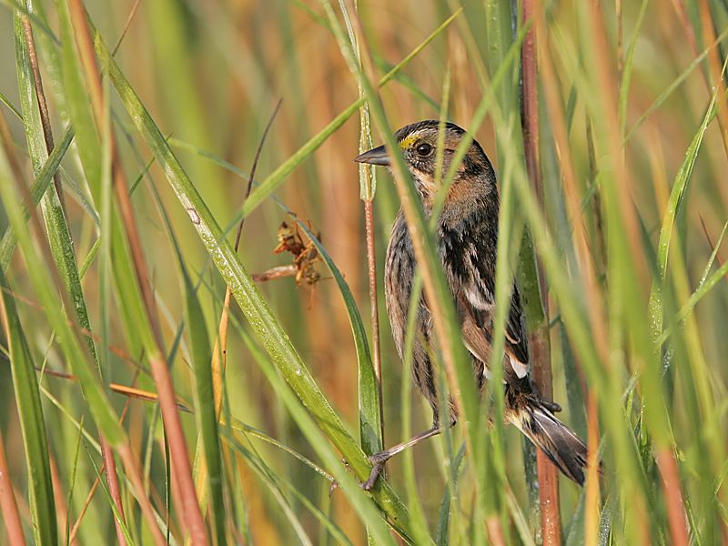 _MG_7230 Leucistic Seaside Sparrow.jpg