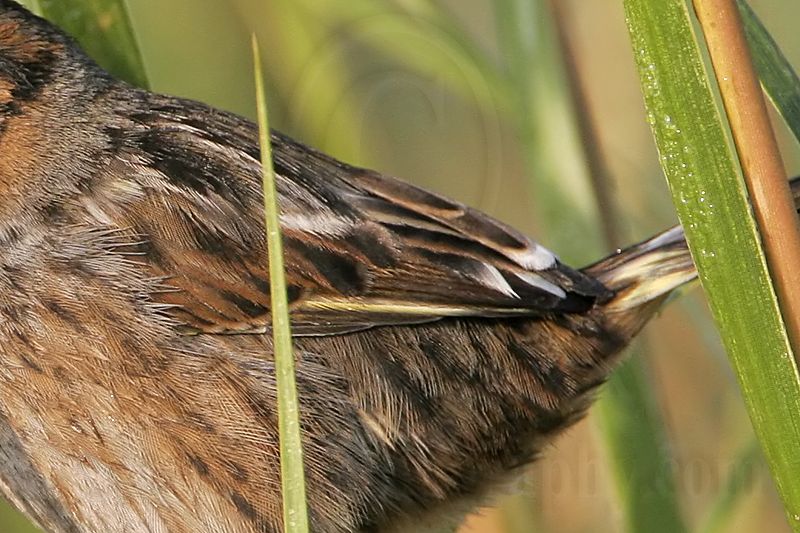 _MG_7246cropback Leucistic Seaside Sparrow.jpg
