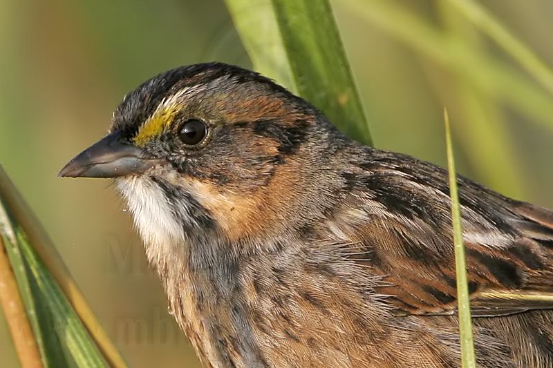 _MG_7246crophead Leucistic Seaside Sparrow.jpg