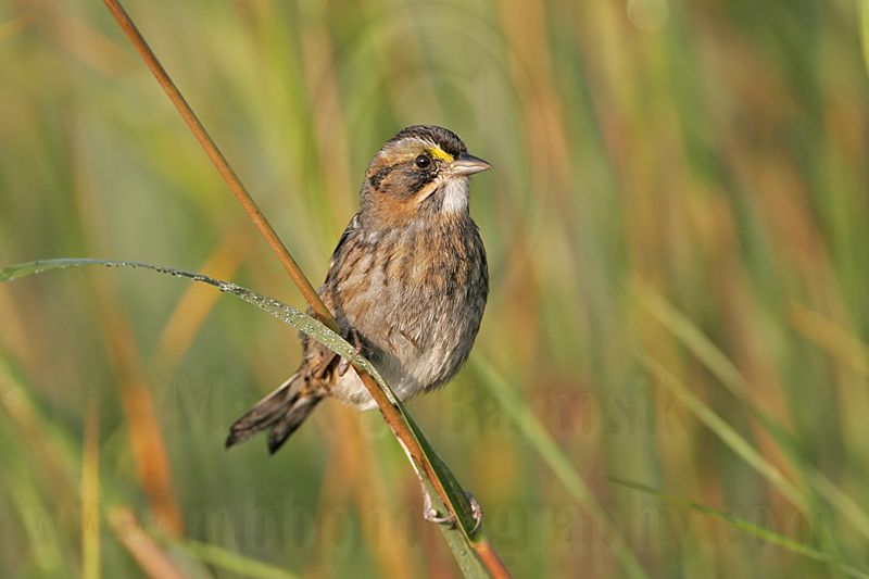 _MG_7261 Leucistic Seaside Sparrow.jpg