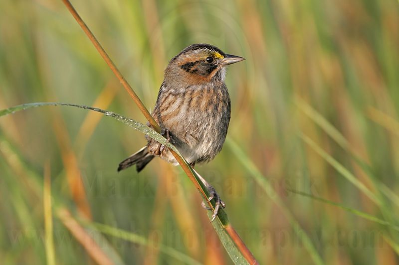 _MG_7272 Leucistic Seaside Sparrow.jpg