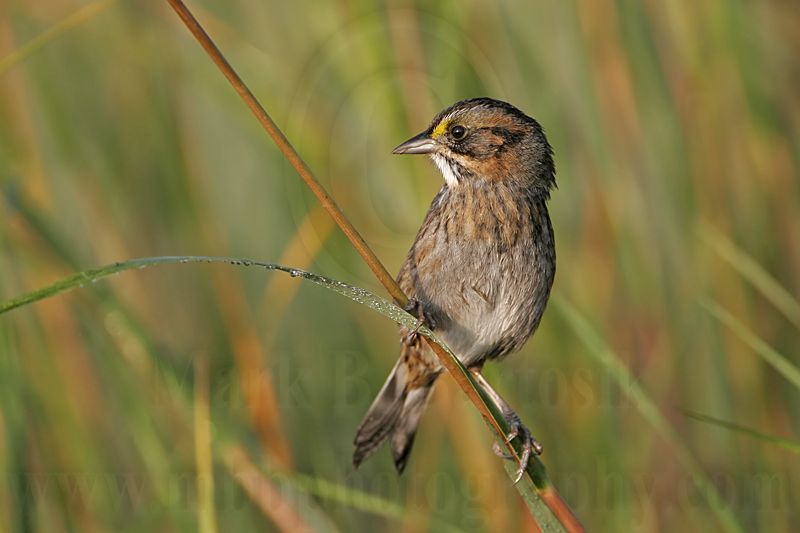 _MG_7276 Leucistic Seaside Sparrow.jpg