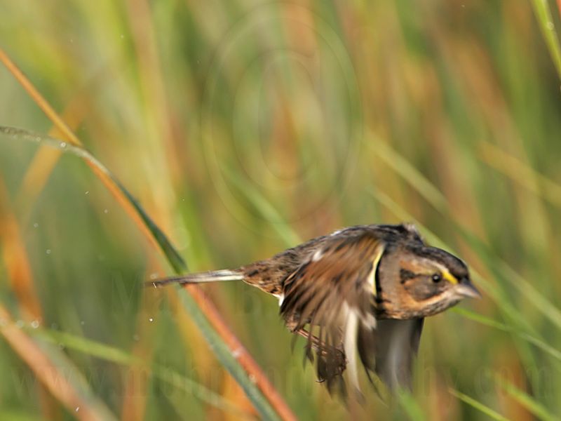 _MG_7277 Leucistic Seaside Sparrow.jpg