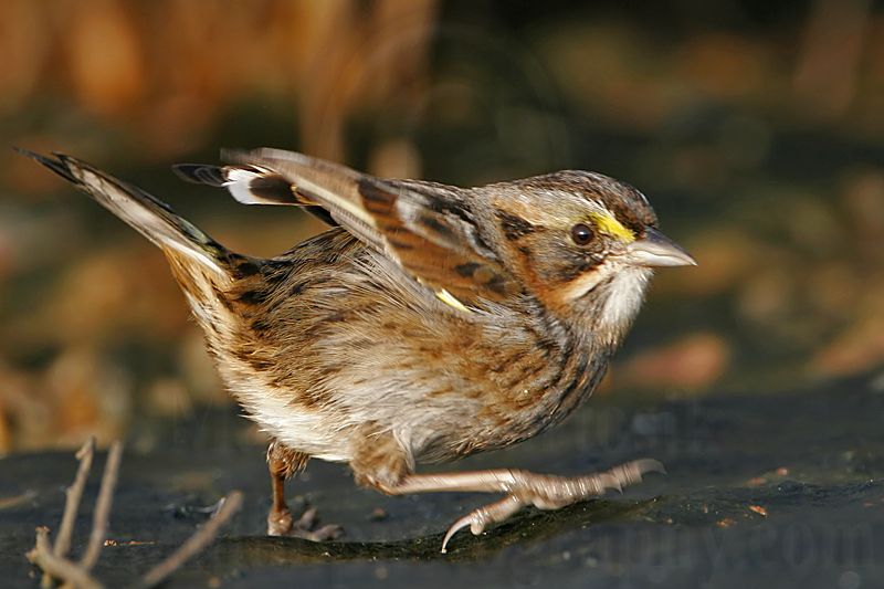 _MG_7284 Leucistic Seaside Sparrow.jpg