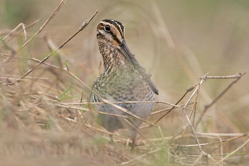 _MG_8304 Wilsons Snipe.jpg