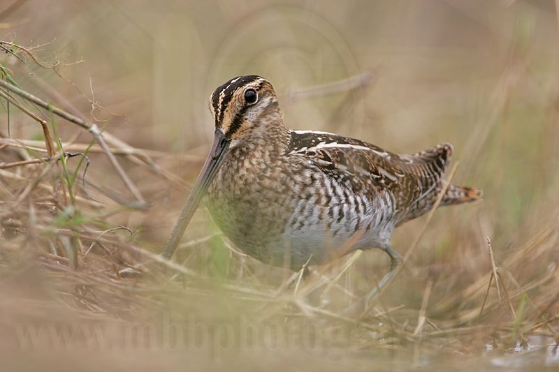 _MG_8321 Wilsons Snipe.jpg