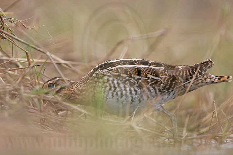 _MG_8327 Wilsons Snipe.jpg